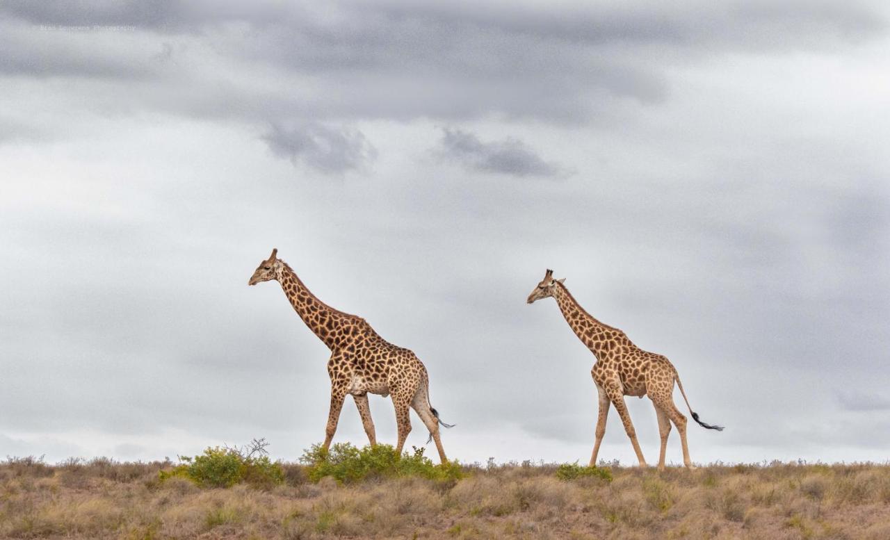 Woodbury Lodge - Amakhala Game Reserve Exterior foto